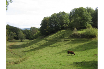 Une vache Salers dans un paysage d'Artense fait de creux et de bosses 